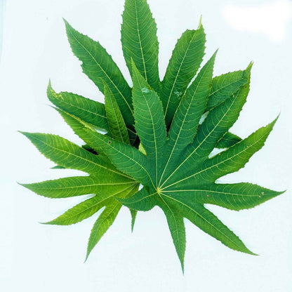 Castor Leaf Water Soluble Extract - Ricinus Communis Linn - Herbuno.Com