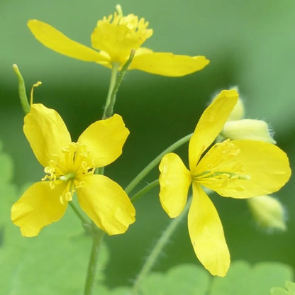 Celandine Extract Powder - Chelidonium majus - Herbuno.Com