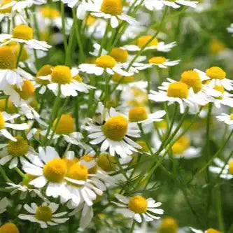 Chamomile Flower Extract Powder - Herbuno.Com