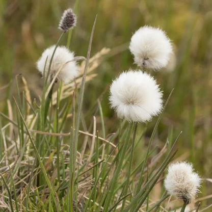 Citronella Flower Extract Powder - Cymbopogon nardus - Herbuno.Com