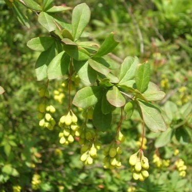 Daruhaldi Extract Powder - Berberis aristata  - Bulk Supplier India  - shop_name