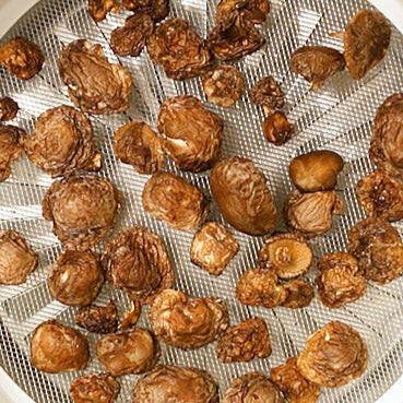 Dehydrated Button Mushroom - Agaricus bisporus.