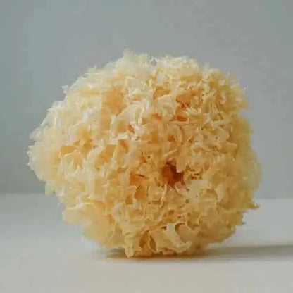 Dehydrated Tremella Mushroom - Herbuno.Com