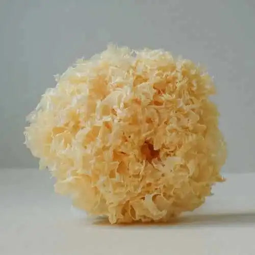 Dehydrated Tremella Mushroom - Tremella fuciformis - Herbuno.Com