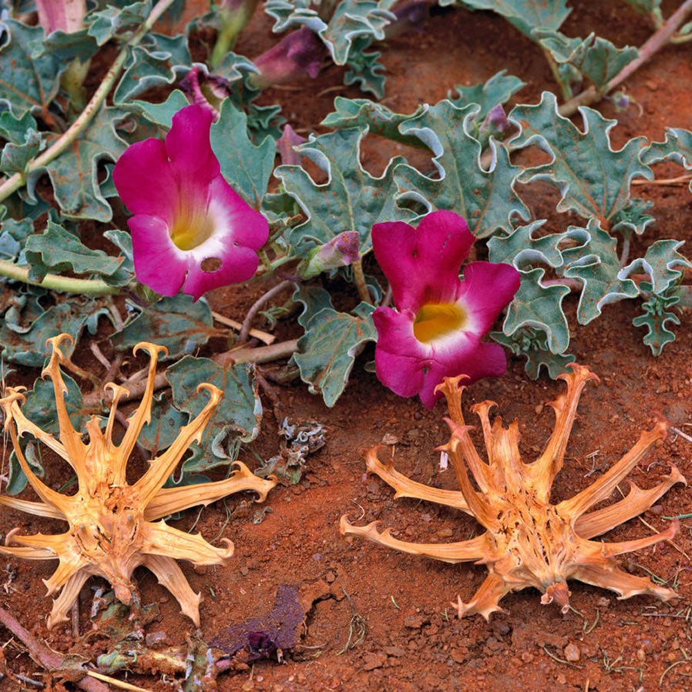 Devil's Claw Extract Powder - Harpagophytum procumbens - Herbuno.Com