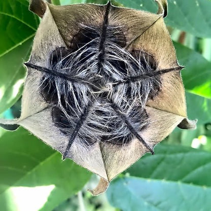 Devil's Cotton (Ulatkambal) Root Bark Liquid Extract (Water Soluble) - Abroma augusta  - Bulk Supplier India  - shop_name