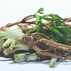 Dong Quai Extract Powder - Herbuno.Com