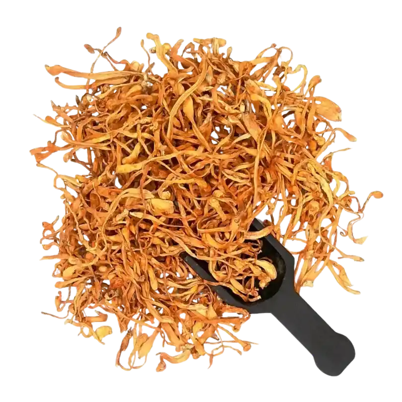 Dried Cordyceps Mushroom - Cordyceps militaris - Herbuno.Com