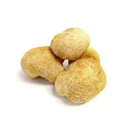 Dried Lion’s Mane Mushroom Slices - Herbuno.Com