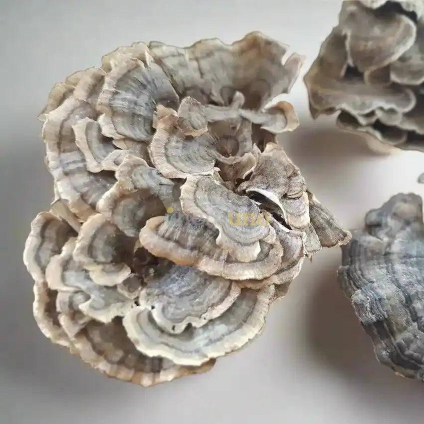 Dried Turkey Tail Mushroom Slices - Herbuno.Com
