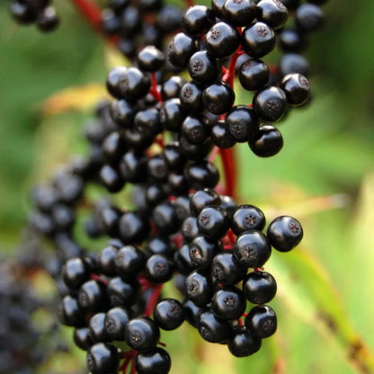 Elderberry Extract Powder - Sambucus nigra - Herbuno.Com