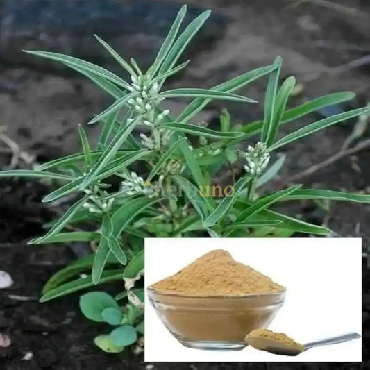 Enicostema littorale (Mamejava) Extract Powder - Herbuno.Com