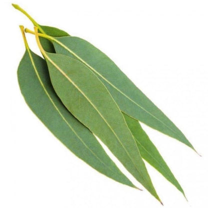 Eucalyptus Extract Powder - Eucalyptus globulus - Herbuno.Com