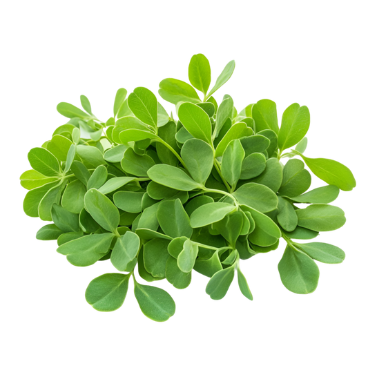 Fenugreek Leaf Extract Powder - Trigonella foenum-graecum - Herbuno.Com