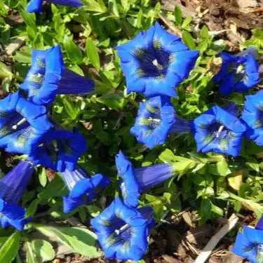 Gentian Root Extract Powder - Herbuno.Com