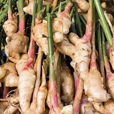 Ginger Liquid Extract (Water Soluble) - Zingiber officinale  - Bulk Supplier India  - shop_name