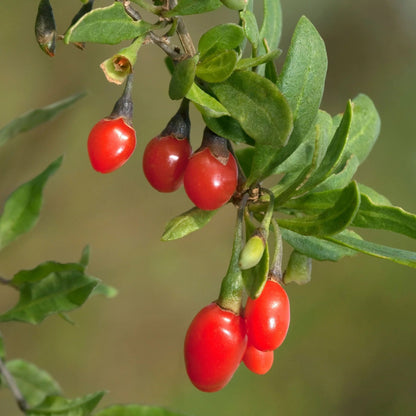 Goji Berry Liquid Extract (Water Soluble) - Lycium barbarum  - Bulk Supplier India  - shop_name