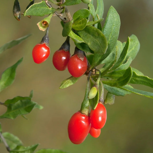 Goji Berry Liquid Extract (Water Soluble) - Lycium barbarum  - Bulk Supplier India  - shop_name