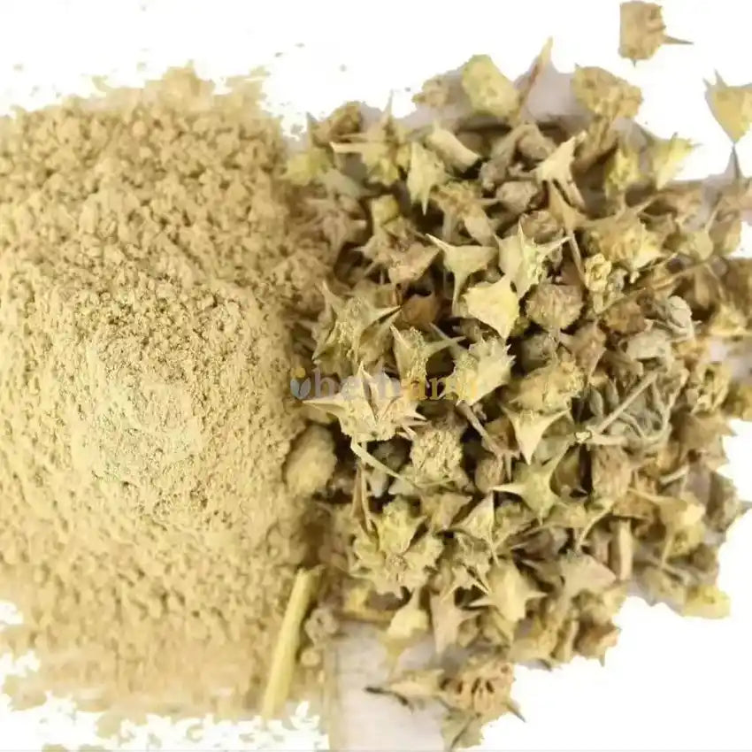 Gokshura Extract Powder - Tribulus Terrestris - Herbuno.Com