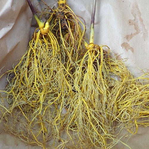 Goldenseal Liquid Extract (Water Soluble) - Hydrastis canadensis  - Bulk Supplier India  - shop_name