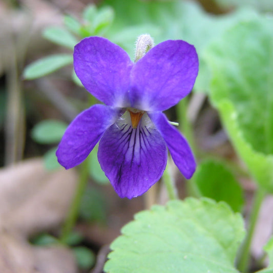 Gul banafsha Extract Powder - Viola Odorata - Herbuno.Com