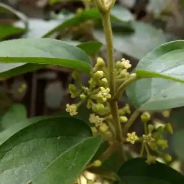 Gurmar Extract Powder - Herbuno.Com