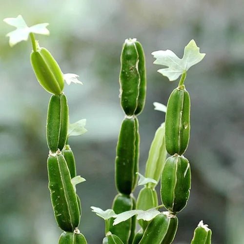 Hadjod Liquid Extract (Water Soluble) - Cissus quadrangularis  - Bulk Supplier India  - shop_name