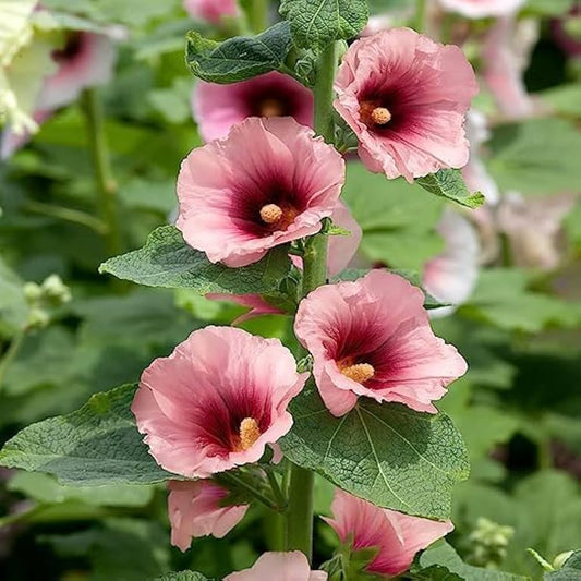 Hollyhock Flower Liquid Extract (Water Soluble) - Alcea rosea  - Bulk Supplier India  - shop_name