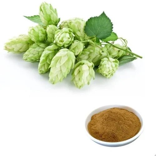 Hops Flower Extract Powder - Humulus lupulus - Herbuno.Com