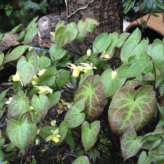 Horny Goat Weed Extract Powder - Epimedium spp. - Herbuno.Com
