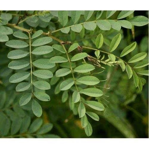 Indigo Liquid Extract (Water Soluble) - Indigofera tinctoria  - Bulk Supplier India  - shop_name