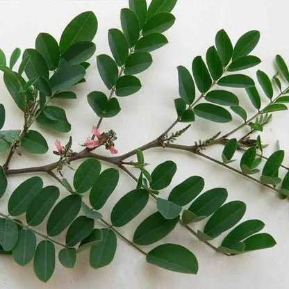 Indigo Liquid Extract (Water Soluble) - Indigofera tinctoria  - Bulk Supplier India  - shop_name