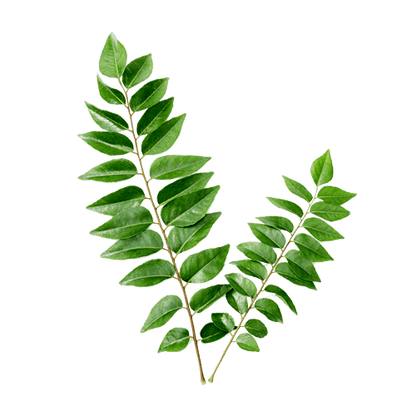 Iron (3.6%) — from Curry Leaf (Murraya koenigii) - Herbuno.Com