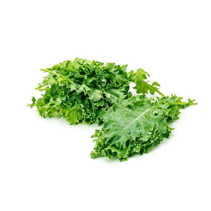 Kale Liquid Extract (Water Soluble) - Brassica oleracea  - Bulk Supplier India  - shop_name