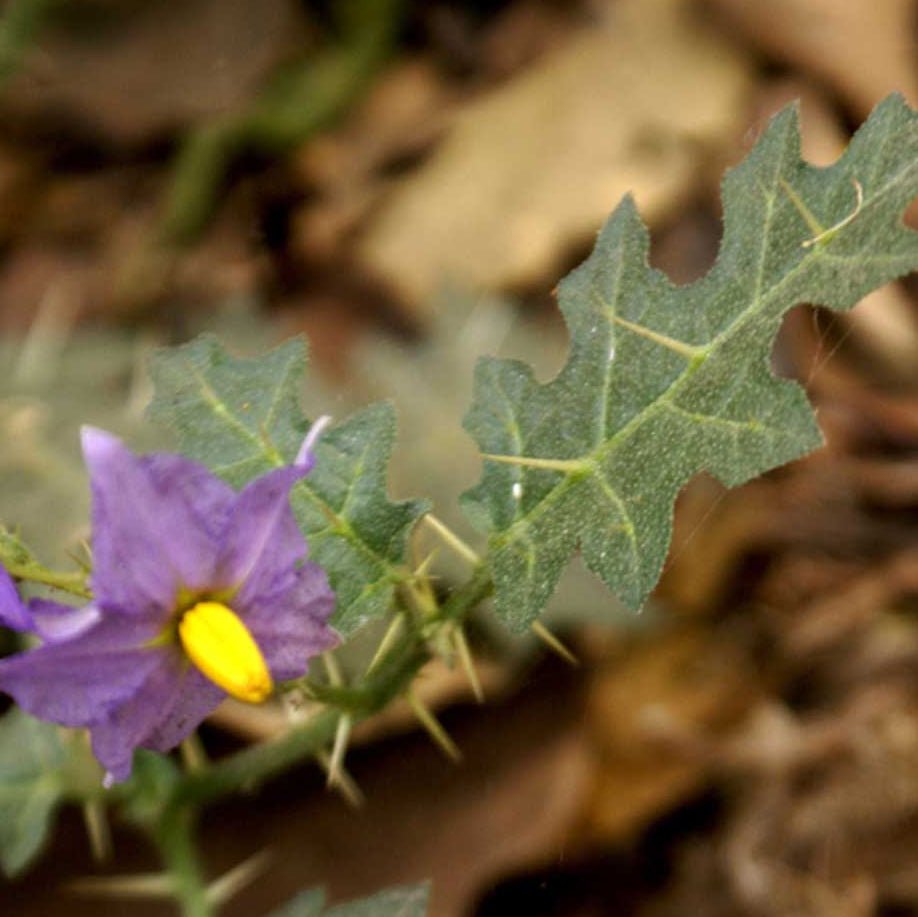 Kantakari Liquid Extract (Water Soluble) - Solanum Xanthocarpum  - Bulk Supplier India  - shop_name