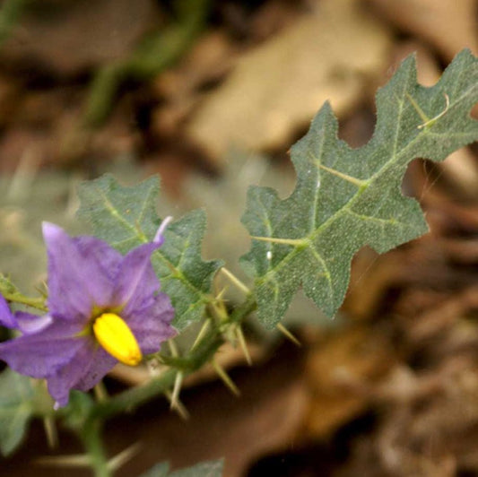 Kantakari Liquid Extract (Water Soluble) - Solanum Xanthocarpum  - Bulk Supplier India  - shop_name