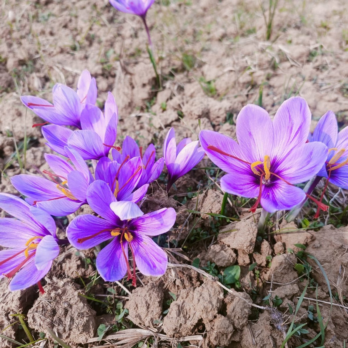 Kashmiri Saffron (Kesar / Mongra) Dried Stigmas - Crocus sativus - Herbuno.Com
