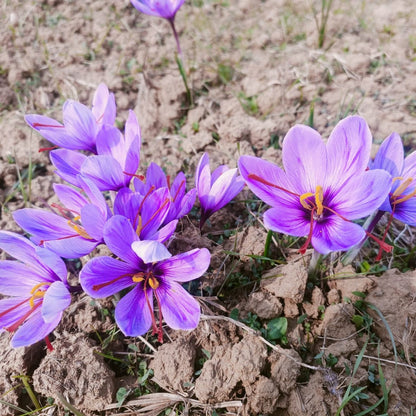 Kashmiri Saffron (Kesar / Mongra) Dried Stigmas - Crocus sativus - Herbuno.Com
