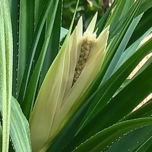 Kewra Flower Liquid Extract (Water Soluble) - Pandanus odoratissimus  - Bulk Supplier India  - shop_name