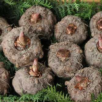 Konjac Flour Extract Powder  - Bulk Supplier India  - shop_name