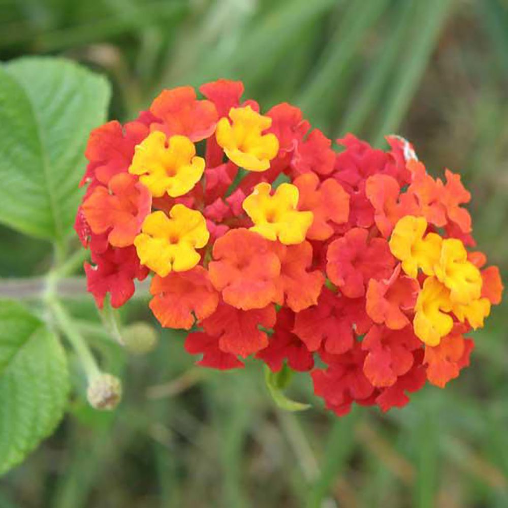 Magnesium (4%) — from Lantana camara - Herbuno