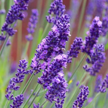 Lavender Flower Liquid Extract (Water Soluble) - Lavandula angustifolia  - Bulk Supplier India  - shop_name