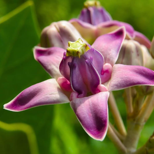 Madar (Aak) Flower Liquid Extract (Water Soluble) - Calotropis Gigantea  - Bulk Supplier India  - shop_name