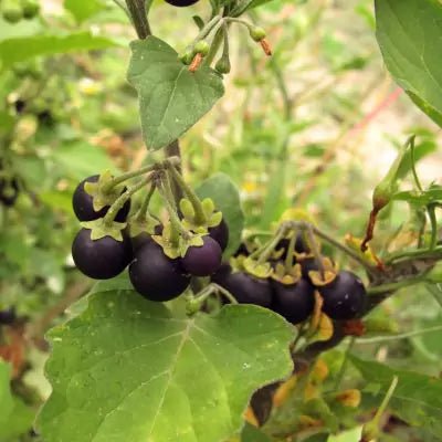 Makoy Liquid Extract (Water Soluble) - Solanum Nigrum  - Bulk Supplier India  - shop_name