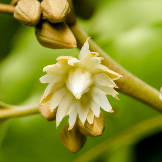 Maulsari (Spanish Cherry) Flower Liquid Extract (Water Soluble) - Mimusops elengi - Herbuno.Com