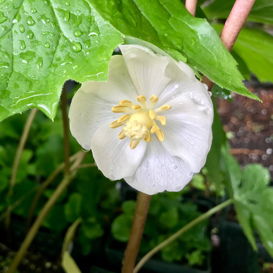 Mayapple Flower Liquid Extract (Water Soluble) - Podophyllum peltatum  - Bulk Supplier India  - shop_name
