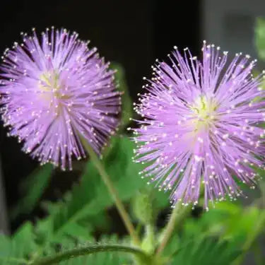 Mimosa Pudica Extract Powder - Herbuno.Com