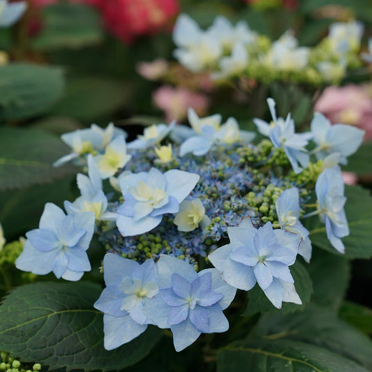 Mountain Hydrangea Liquid Extract (Water Soluble) - Hydrangea serrata  - Bulk Supplier India  - shop_name