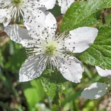 Mulberry Leaf Extract Powder - Herbuno.Com