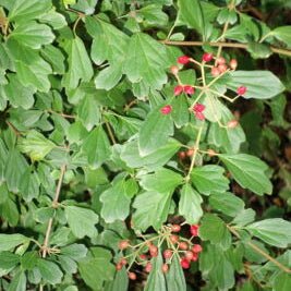 Narvela Liquid Extract (Water Soluble) - Viburnum foetidum - Herbuno.Com
